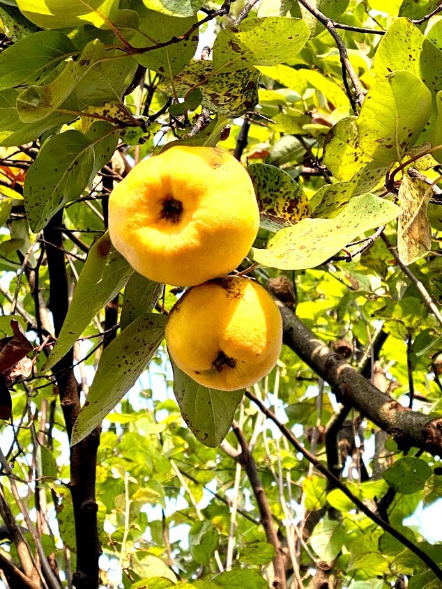 mela cotogna
